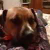 deannafox073